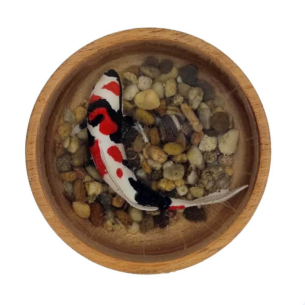 Showa koi 3D fish in resin top view